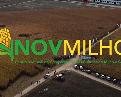 Inovmilho disponibiliza vídeos temáticos do Dia de Campo 2020