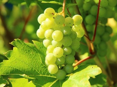 Instituições de sete países unem esforços para travar doenças da vinha