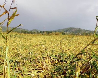 Intempérie afeta produtores de milho da região Centro