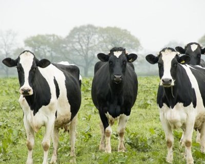 Intensificação Sustentável na Produção Animal