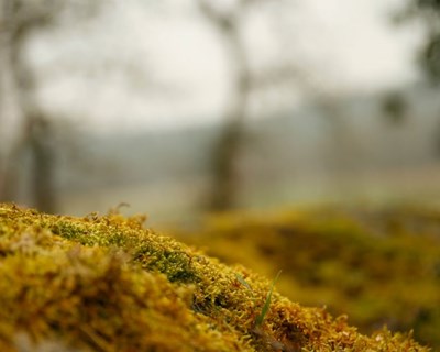 Investigador duvida da criação do cadastro florestal, que está 30 anos atrasado