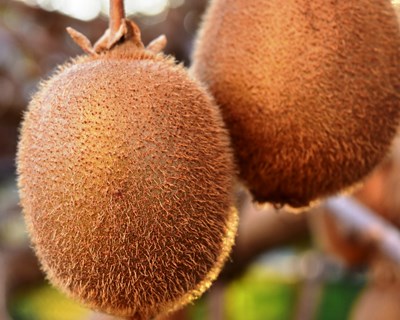 Investigadores chilenos desenvolvem kiwis e tomate geneticamente editados resistentes à seca e salinidade