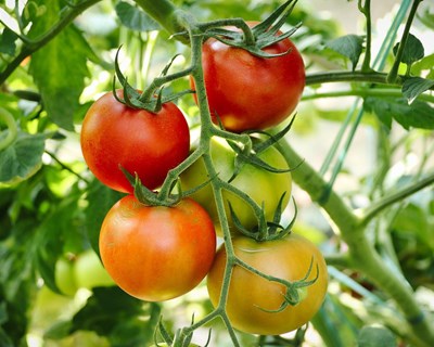 Investigadores da UC apresentam estratégias sustentáveis para combater um dos maiores obstáculos à produção agrícola