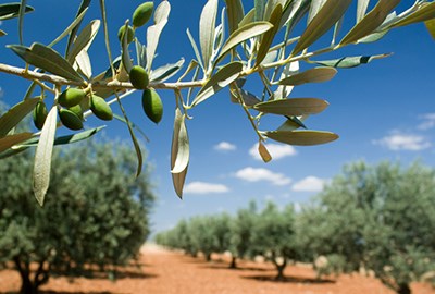 Investigadores estudam forma de combater a xylella fastidiosa