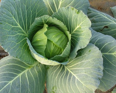 Investigadores ibéricos debatem futuro da Horticultura em Coimbra