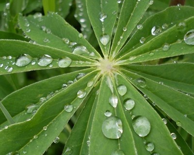 Investigadores portugueses desenvolvem novo método de deteção de açúcar em plantas