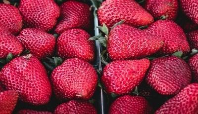 “Investir na Agricultura biológica” em debate no Porto
