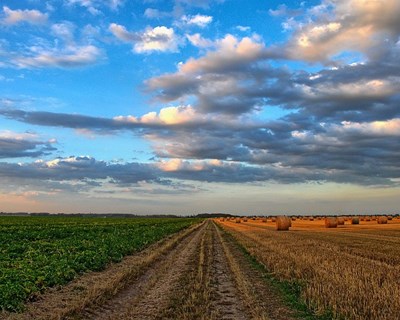 IPG cria plataforma para tornar negócios agrícolas mais sustentáveis e competitivos