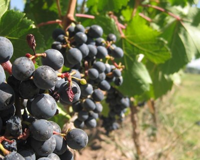 IPVC afirma-se na viticultura com três projetos de investigação