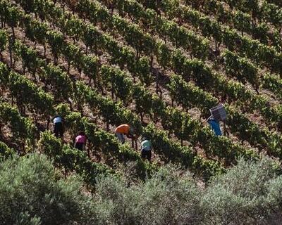 IVDP apreende mais de 100 mil litros de vinho licoroso em colaboração com a Unidade de Ação Fiscal da GNR