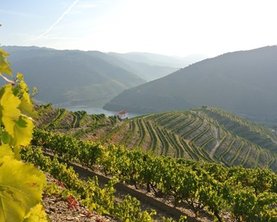 IVDP dá a conhecer os apoios ao Douro Vinhateiro