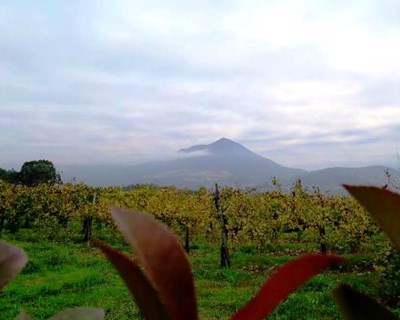 Já são conhecidos os melhores vinhos verdes de 2015