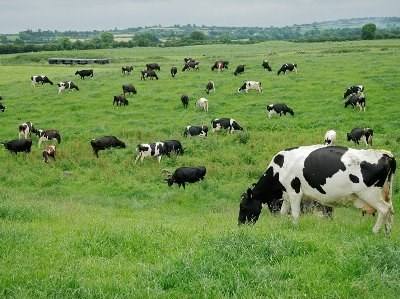 Jerónimo Martins investe em exploração agropecuária