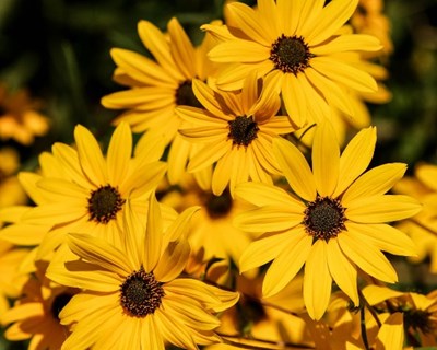Jornadas de Botânica e Flora do Algarve