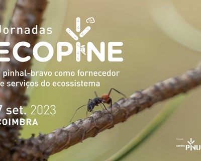 Jornadas ECOPINE: o pinhal-bravo como fornecedor de serviços do ecossistema