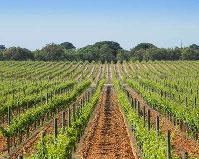 José Maria da Fonseca renova certificação de sustentabilidade FAIR’N GREEN
