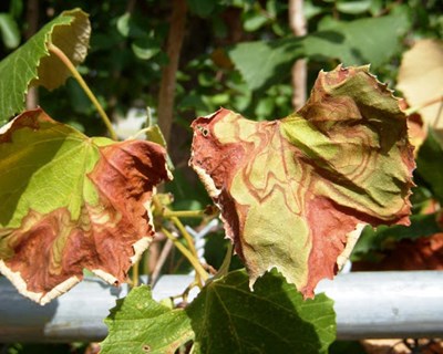 Junta de Andaluzia anuncia a "erradicação" de Xylella fastidiosa no seu território