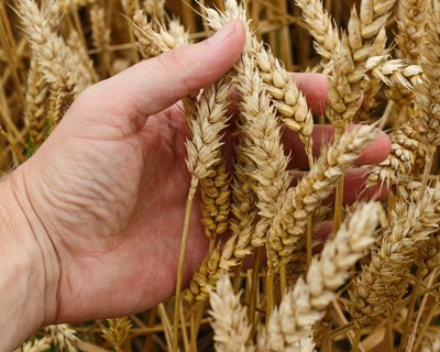 Kyiv acusa Rússia de roubar centenas de milhares de toneladas de cereais