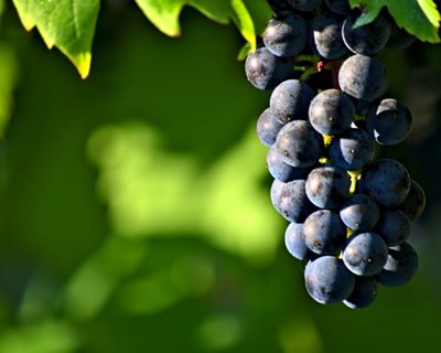 Laboratório Colaborativo na área da Vinha e do Vinho lançado na UTAD