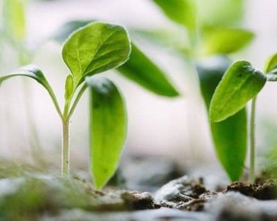 Laboratório de soluções inovadoras contra pragas e doenças na agricultura aprovado