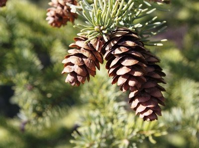 Segundo evento ForestWatch - Webinar “Financiamento de Floresta Autóctone”