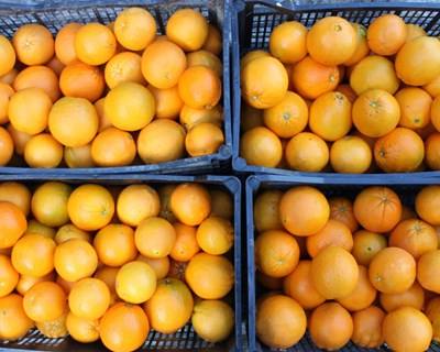 Laranja de Ermelo: entidades querem potenciar produto