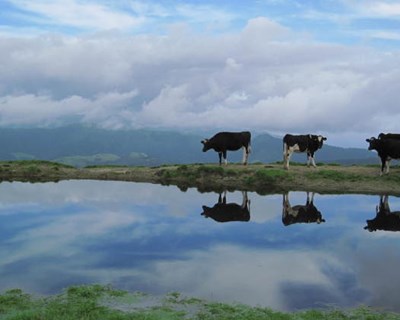 Leite: Açores querem 45% do valor da UE destinado a Portugal