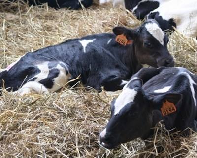 Leite: Copa-Cogeca propõe medidas para a sustentabilidade do setor na UE