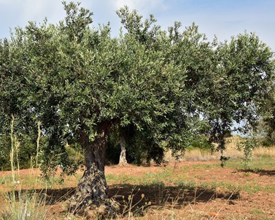 Life Resilience organiza seminário em Portugal para agricultores
