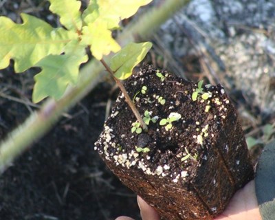 LIPOR promove pelo segundo ano programa de “Manutenção de Floresta Nativa”
