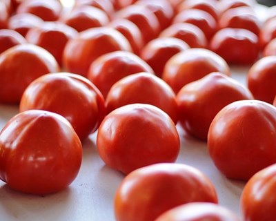 Lisboa acolhe conferência sobre culturas do tomate e da vinha