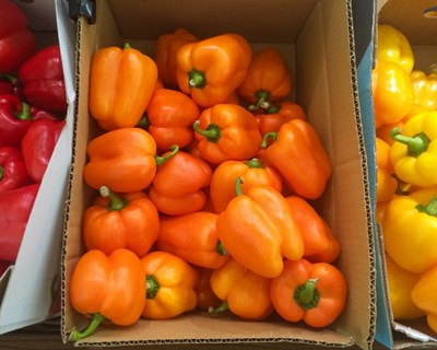 Lisboa acolhe Curso “Modo de Produção Biológico”