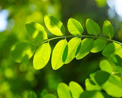Lisboa debate oportunidades no melhoramento e propagação de plantas