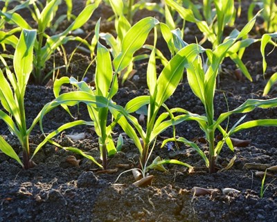 Lisboa debate soluções de agricultura inteligente no combate às alterações climáticas