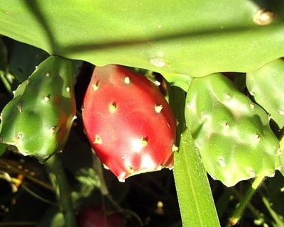 Lisboa é palco de seminário sobre “Opuntia Forrageira”