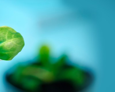 Lisboa: inovação na indústria agroalimentar premiada