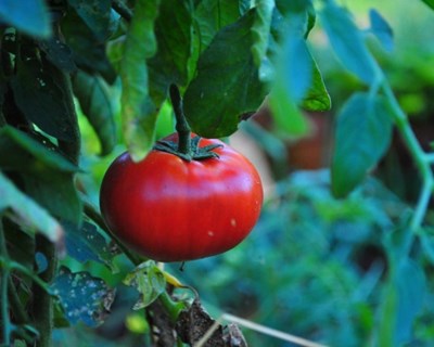 Lisboa recebe curso de Agricultura Sustentável