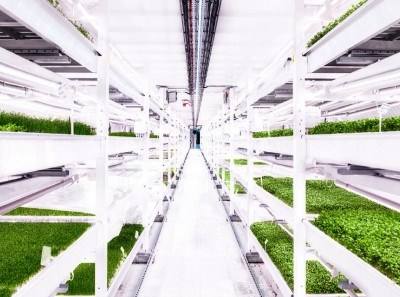 Londres: há uma nova cultura agrícola a nascer no subsolo