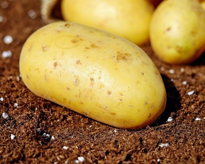 Lourinhã recebe Festival da Batata
