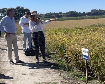 Lusosem, Novarroz e Continente estabelecem parceria e lançam no mercado o Arroz Caravela