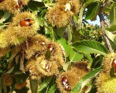 Luta biológica aponta controlo da vespa das galhas do castanheiro em 5 a 6 anos
