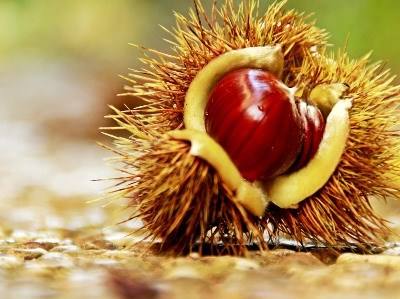 Luta contra a praga da vespa do castanheiro está em curso em 30 municípios