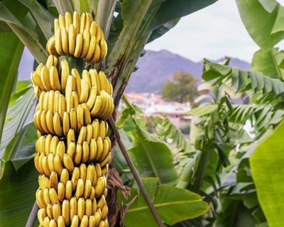 Madeira: Escola Agrícola abre inscrições para 15 cursos