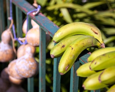 Madeira: Governo direciona agricultores para a «nova realidade da exportação»