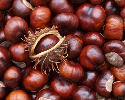 Madeira inicia combate biológico à vespa do castanheiro em abril