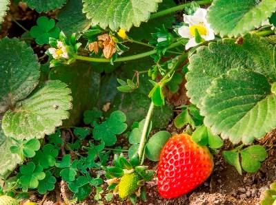 Madeira investe 790 mil euros em projetos para agricultura biológica