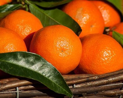 Mafra: Agrobio promove workshop sobre Agricultura Biológica
