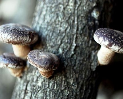 Maia recebe workshop de Produção de Cogumelos Shiitake