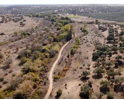 Maior transplante de árvores ripícolas do país realizado em Alqueva