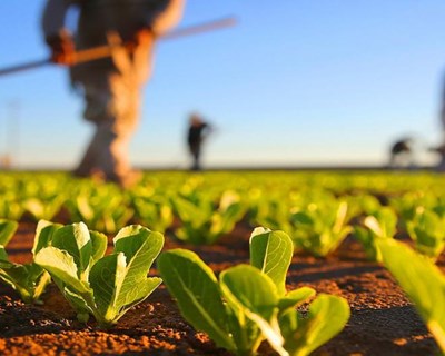 Mais de 2 mil agricultores alentejanos deixaram a atividade nos últimos dez anos